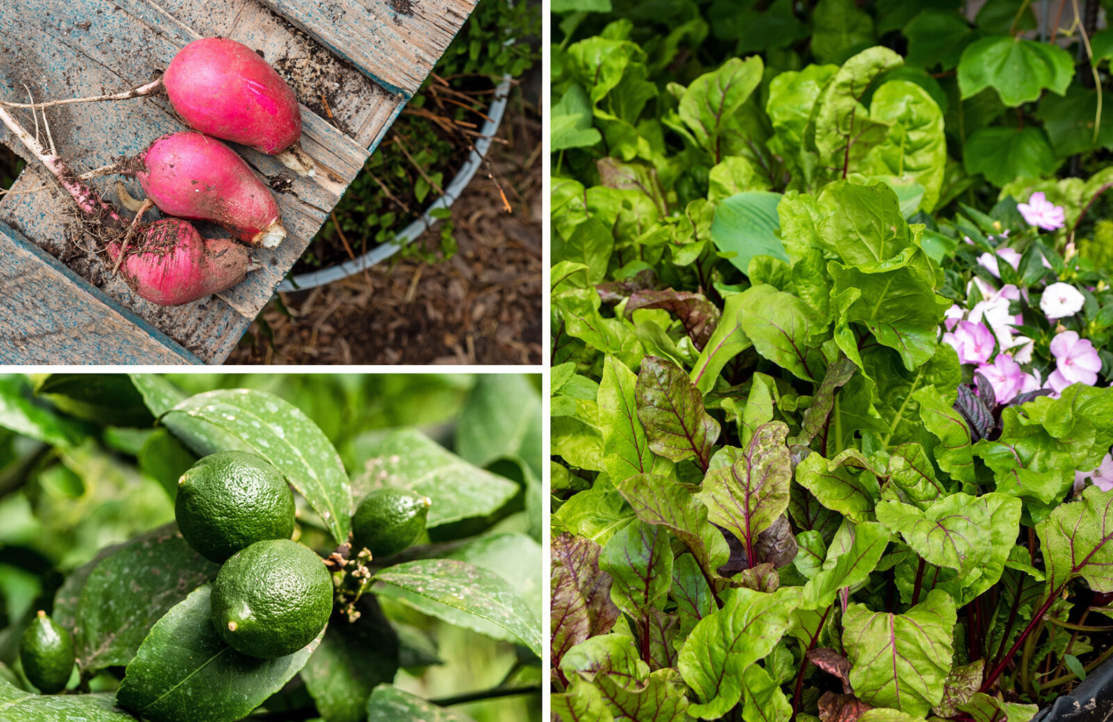 FSI produce